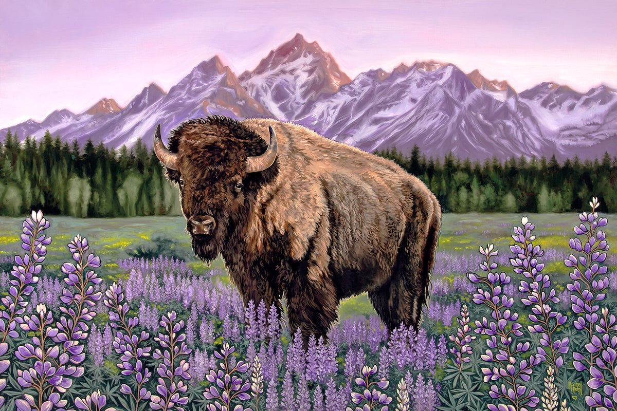 High Country Bison // Giclee Paper Print