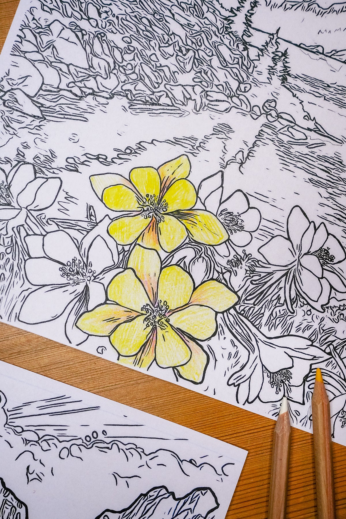 Summer + Spring // 6 Coloring Pages // Digital Download – Rachel Pohl Art